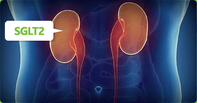 diagram of SGLT2 in the kidney